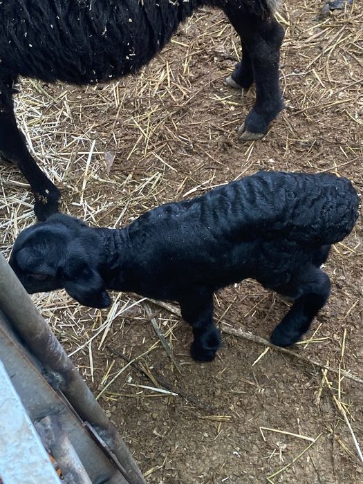 Она бола куйлар сотилади