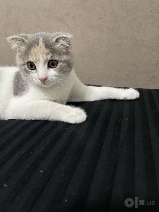 Продается кошка породистая