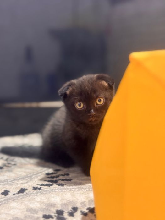 Скоттиш фолд сотилади