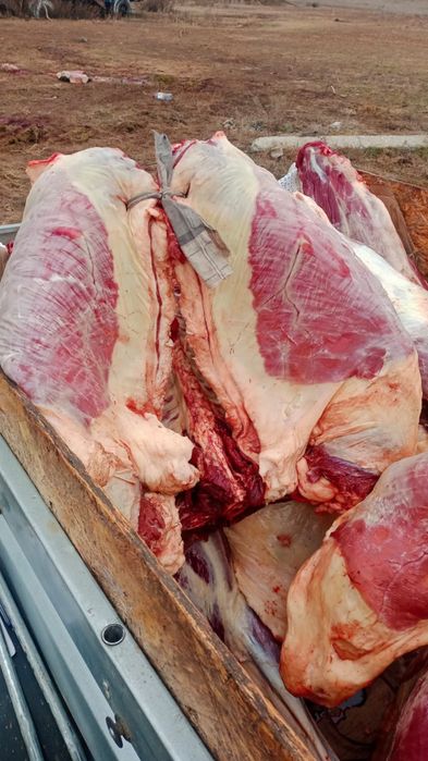 Мясо канина соғым жылқы еті