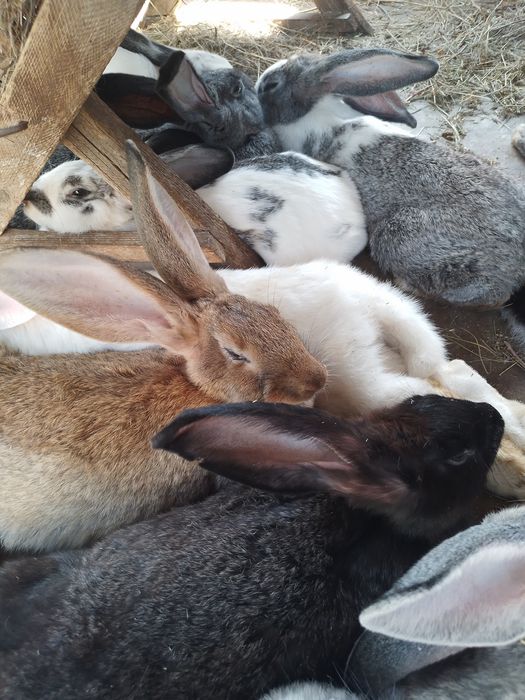 Кролики, породистые