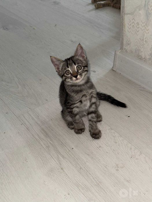 Продаются вислоухие котята. СРОЧНО