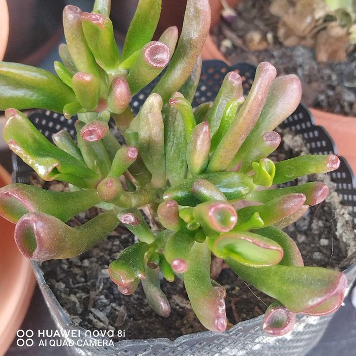 Цветя които ми се повтарят