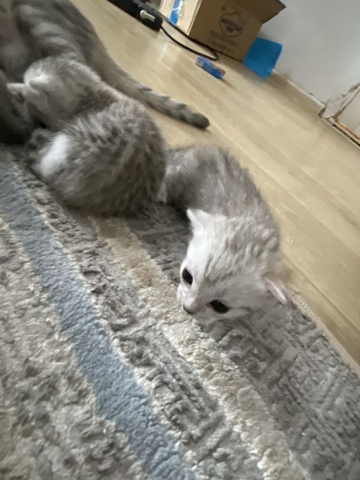 Продаются котята