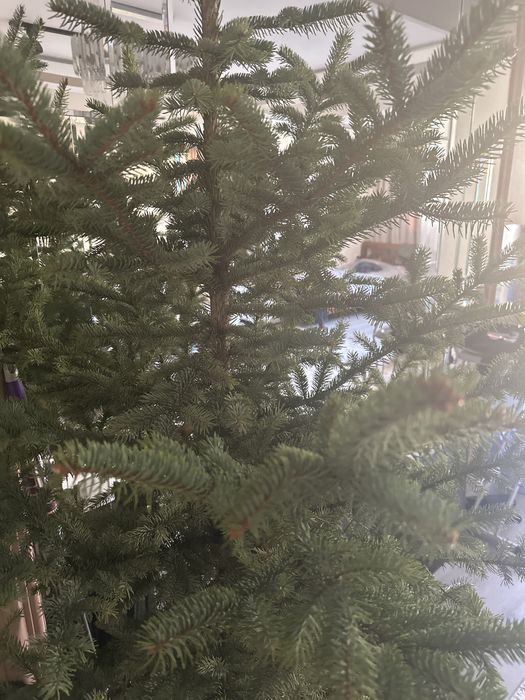 Голубая Ель