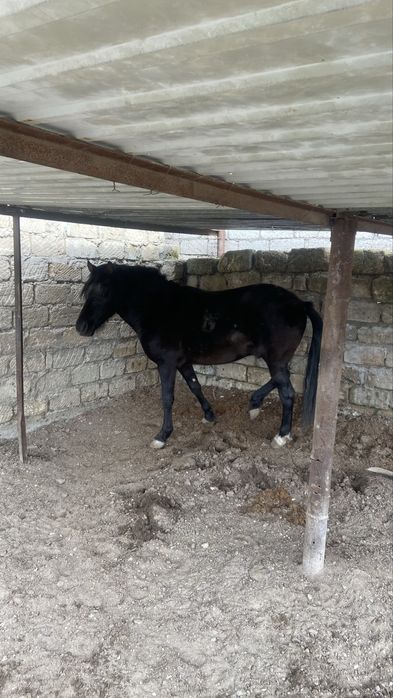 Жылқы сатылады 3 жасар