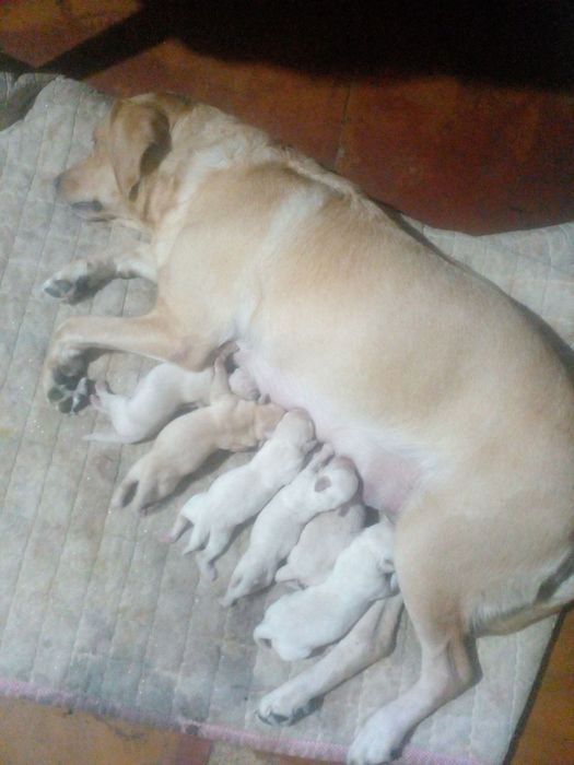 Вязка собаки породы ЛАБРАДОР - РЕТРИВЕР