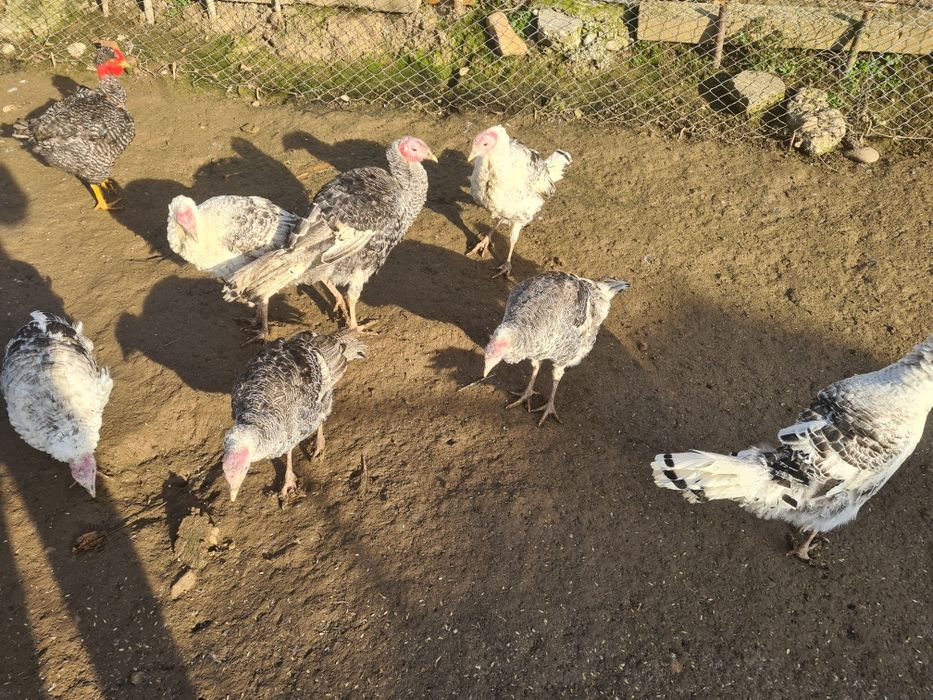 Vând curci și curcani