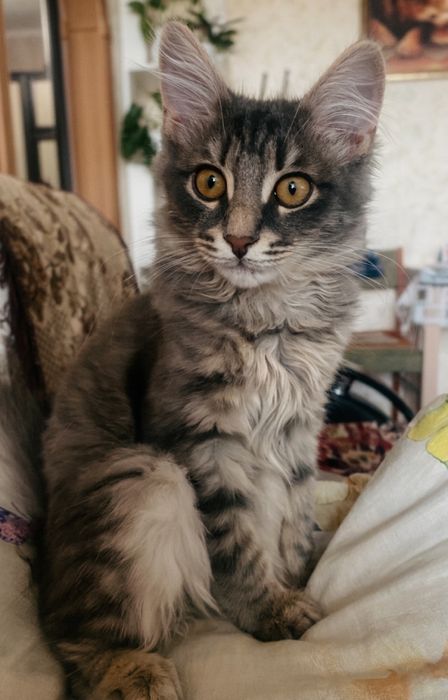 Отдам котенка в добрые руки