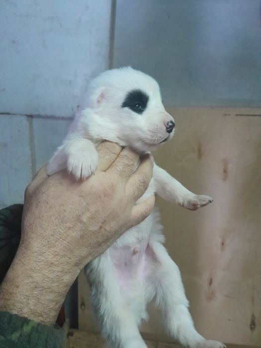 Щенок САО алабая