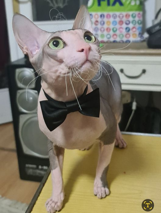 Мальчик сфинкс ищет девочку.