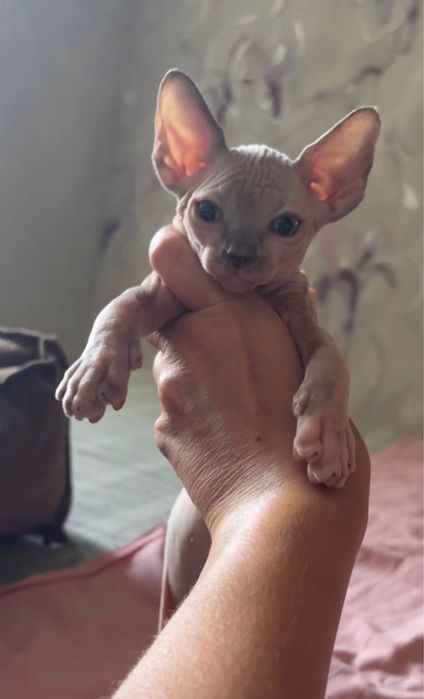 Котята сфинксики