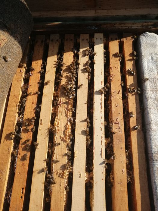 Vand familii de albine