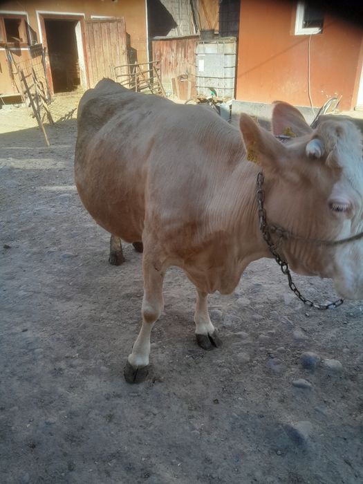 De vânzare  vaca  băltata  gestantă ân luna a 9