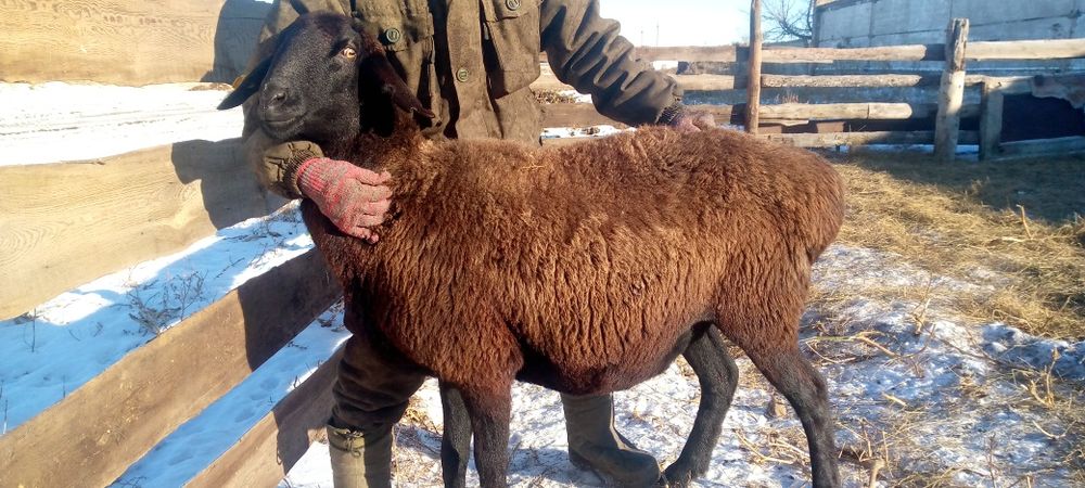 Продаётся бараны