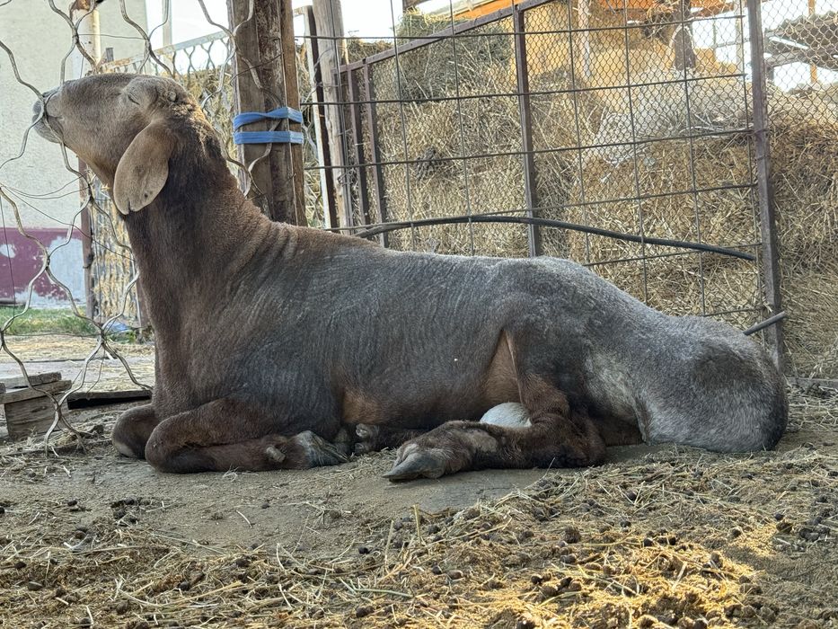 Арашан қошқар