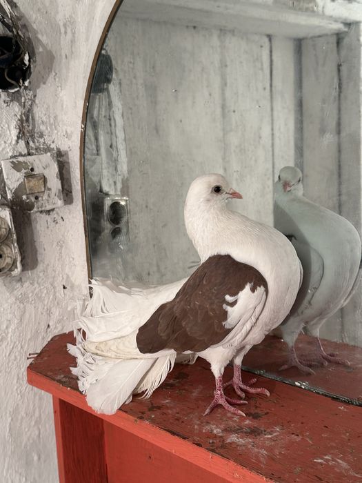 Продаются Два Самца Павлин Голуби