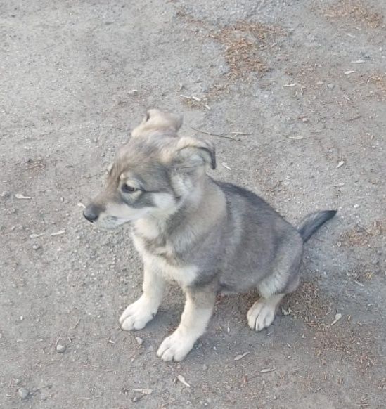 Отдам щенка в добрые руки