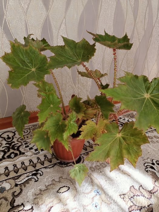 .Цветы домашные.