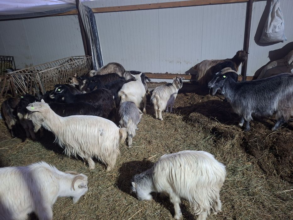 Vând capre fatate si nefătate