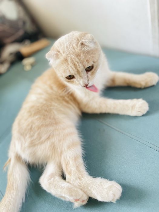 Шотландский кот (Scottish Fold) сатылады