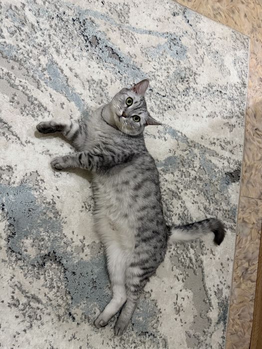 Отдам кота в хорошие руки