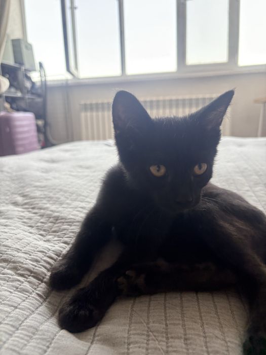 Котенок в добрые руки