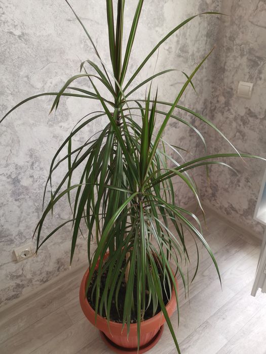 Продам комнатные растение