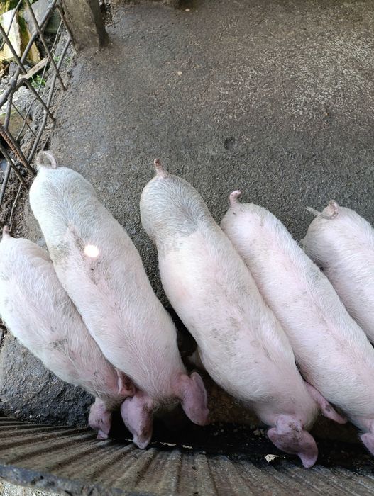 Продавам малки прасета