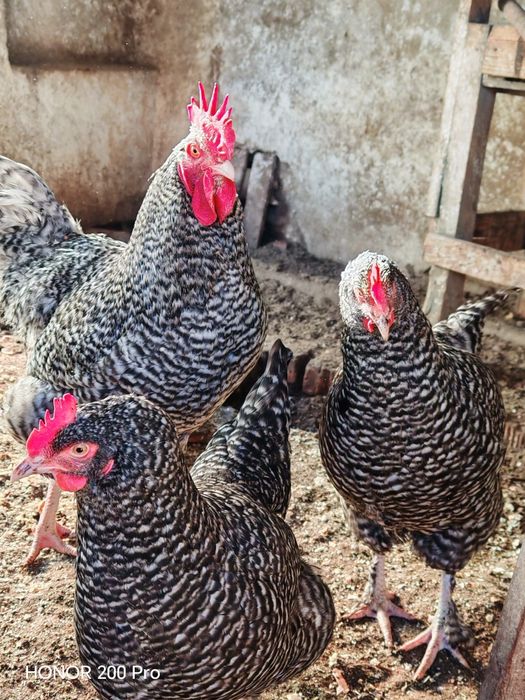 Разплодни яйца от Мехелен