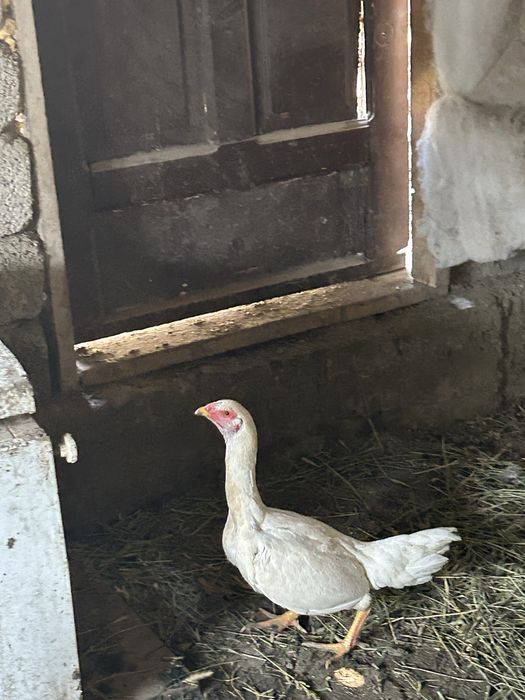 дакан курочка продам