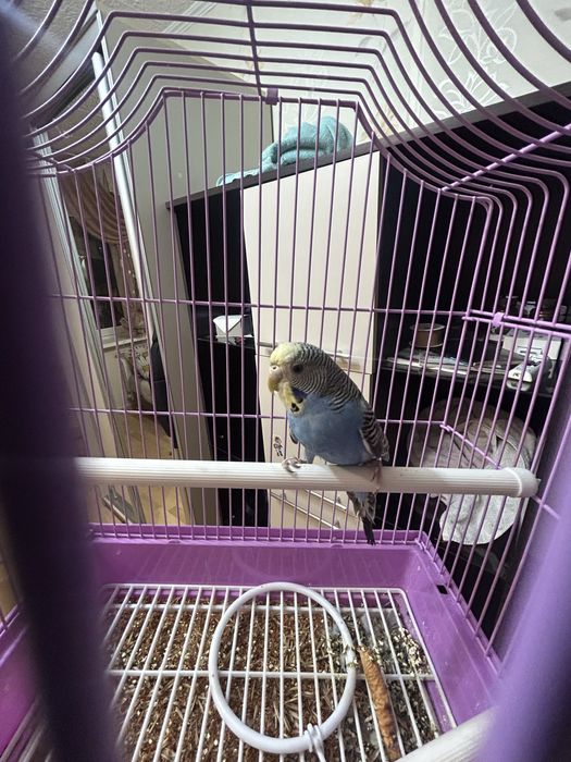 Попугай волнистые продам