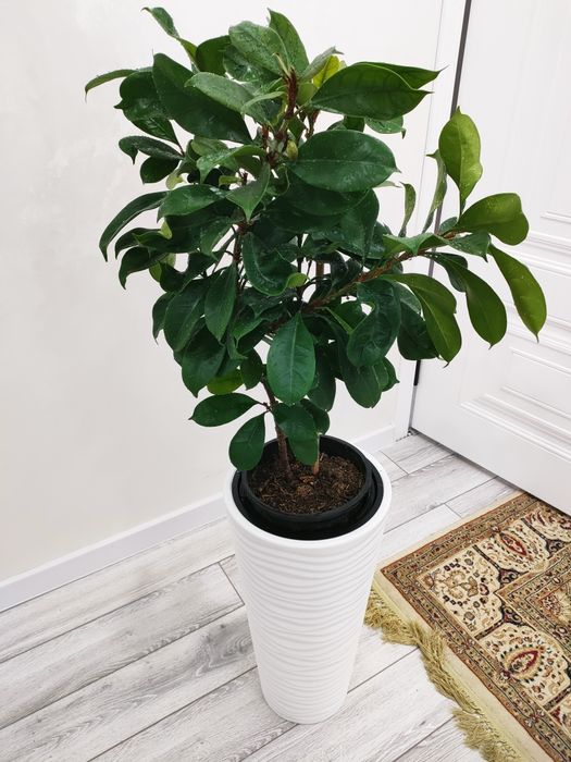 Комнатные цветы, доставка