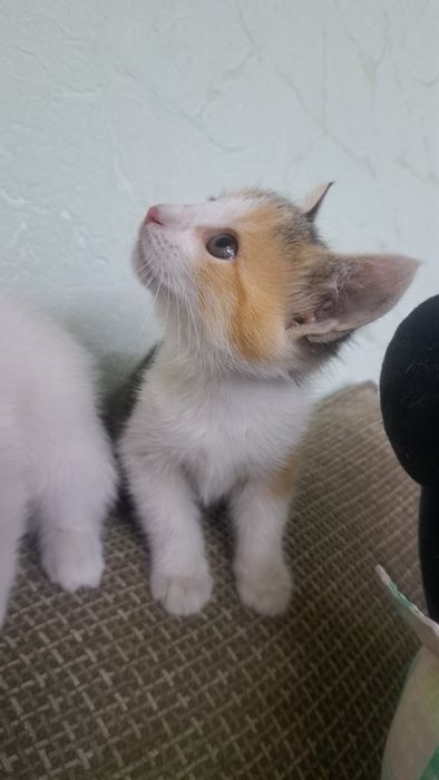 Отдам котят в добрые,любящие руки!