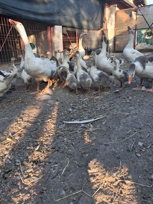Vand boboci de gâscă