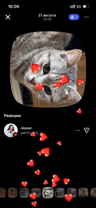 Кошки ( девушка)