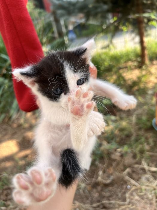 Adoptie pisicute