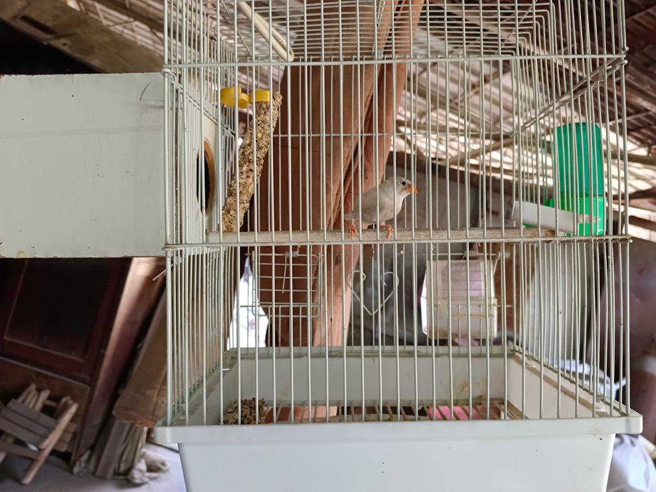 Продается Амадин