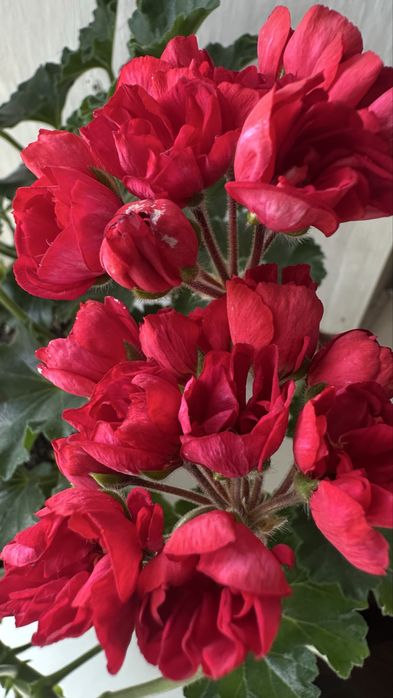 Укореннёные черенки сортовых пеларгоний