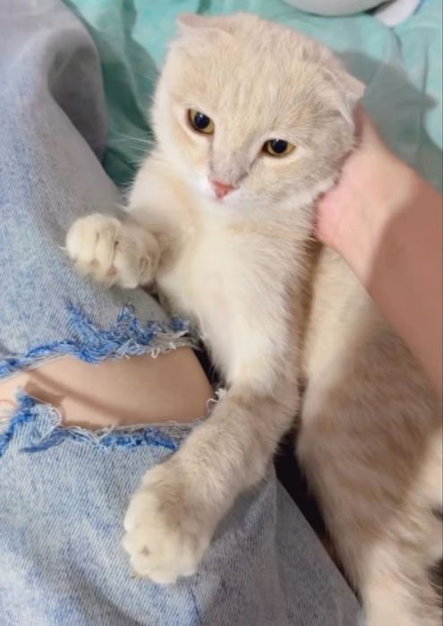 Шотландский кот (Scottish Fold)