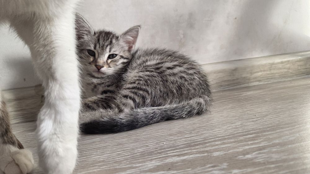 Котята красивые очень БЕСПЛАТНЫЕ