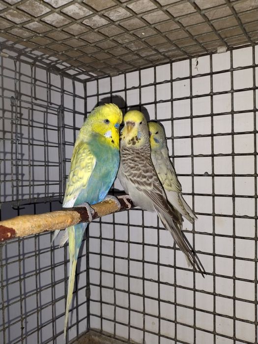 Продам попугаев: волнистые выставочные!