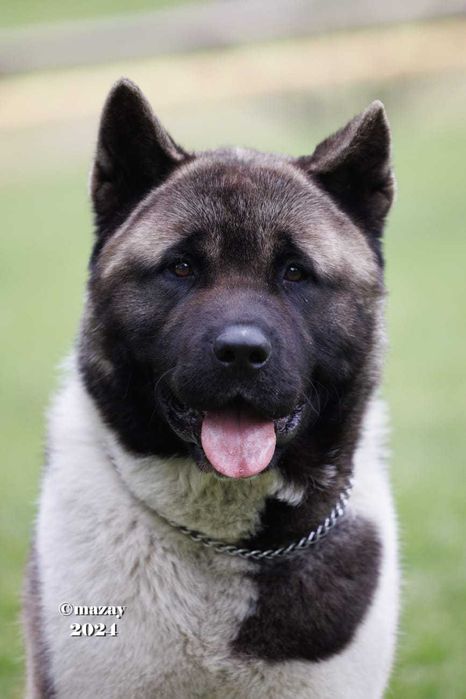 Шикарный кобель американской акиты, выезд