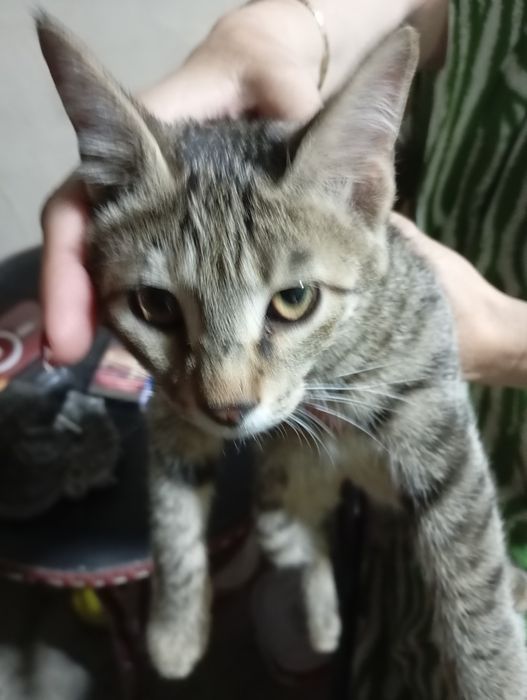 Отдадим в хорошие руки Котов  три месяца. Добрые, игривые, шустрые.