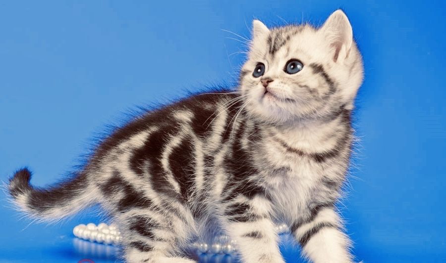 Продам малыша британчика