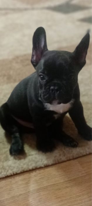Щенок французского бульдога