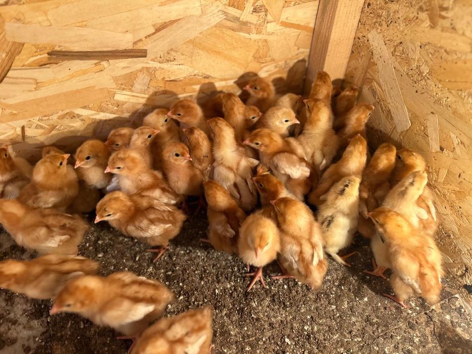 ломан Браун балапан