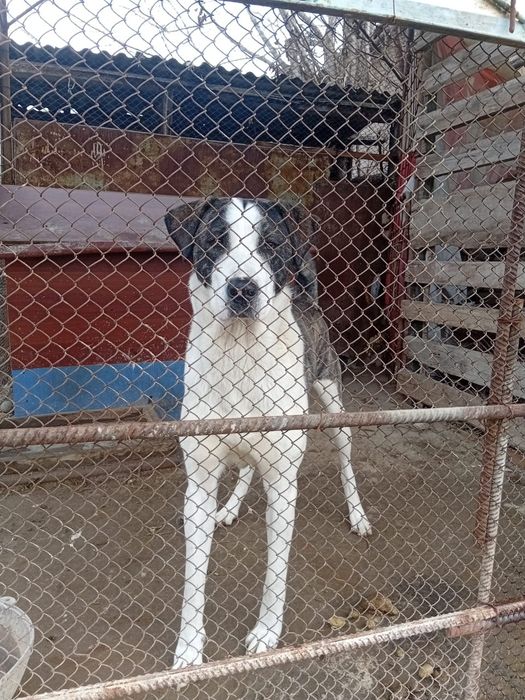 Отдам даром алабай