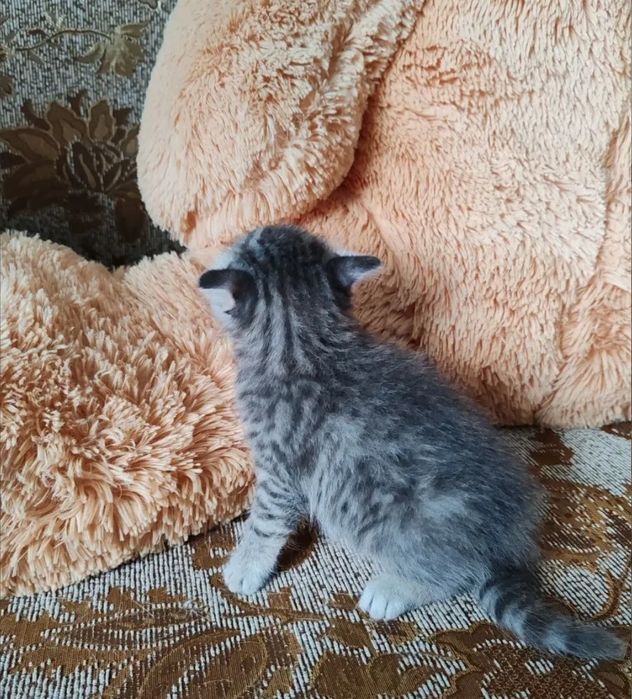 Котята британские, мальчики 1.5 мес