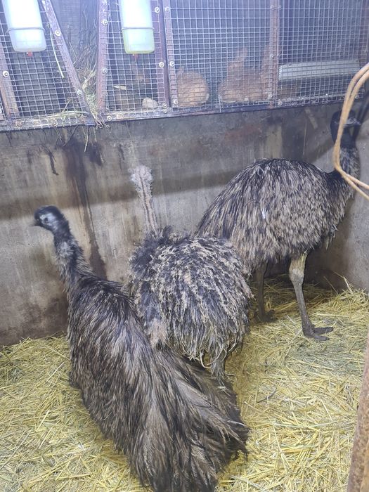 Продам страусов эму